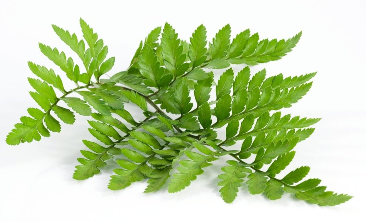 Polypodium Leucotomos