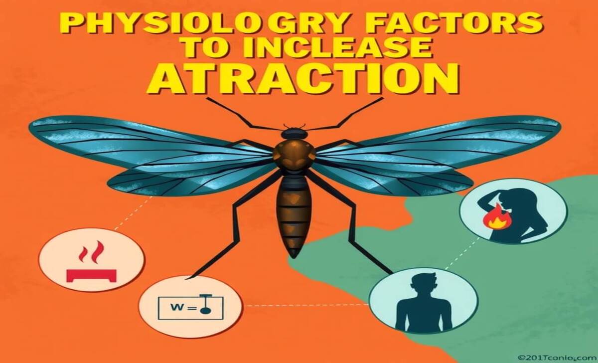 Understanding Mosquito Attraction For Greater Prevention