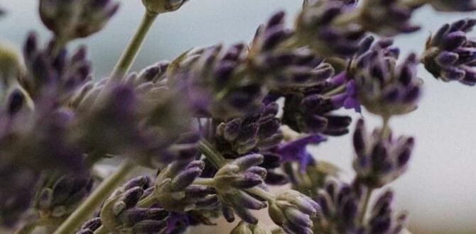 connection for holistic skin healing connection for holistic skin healing