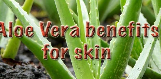aloe vera benefits for skin inflammation relief