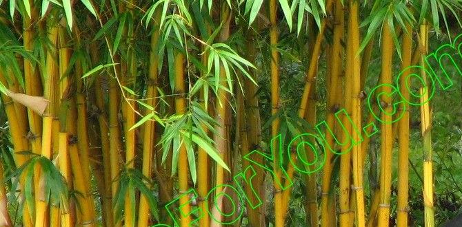 bamboo toothbrush advantages bamboo toothbrush advantages