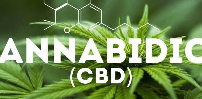 cannabidiol skincare how is it helpful cannabidiol skincare how is it helpful
