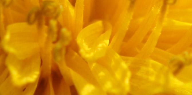 dandelion tea gut friendly dandelion tea gut friendly