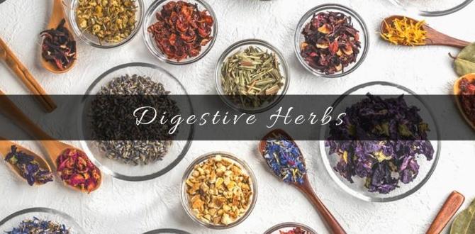 digestion supporting herbs digestion supporting herbs