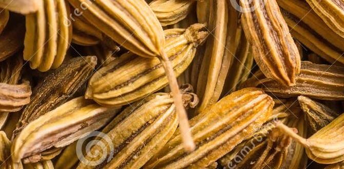 fennel tea for bloating fennel tea for bloating