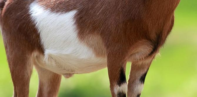 goat milk digestion benefits goat milk digestion benefits