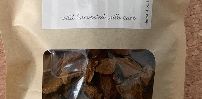 hormone detox chaga mushroom tea hormone detox chaga mushroom tea