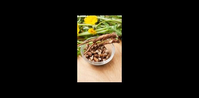 hormone detox dandelion coffee recipe hormone detox dandelion coffee recipe