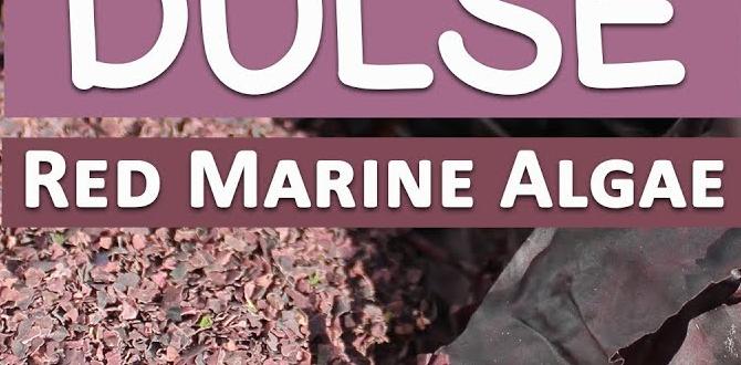 hormone detox dulse seaweed benefits hormone detox dulse seaweed benefits