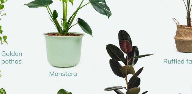 hormone detox indoor air purifying plants hormone detox indoor air purifying plants
