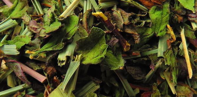 hormone detox peppermint tea digestion hormone detox peppermint tea digestion