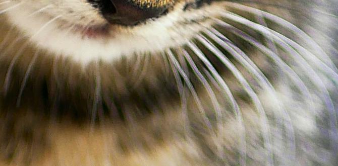 kitten skin conditions kitten skin conditions