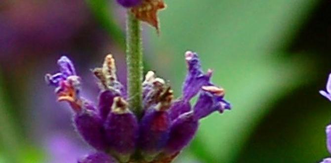 lavender calming body spray lavender calming body spray