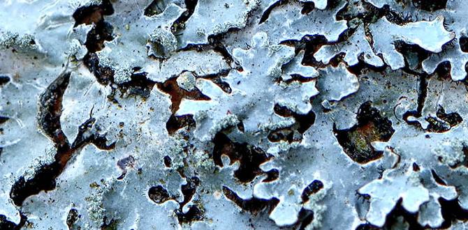 lichen skin conditions lichen skin conditions