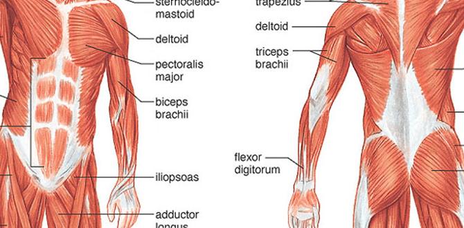 muscle strength workouts at home muscle strength workouts at home