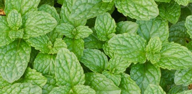 peppermint oil cooling body effect peppermint oil cooling body effect