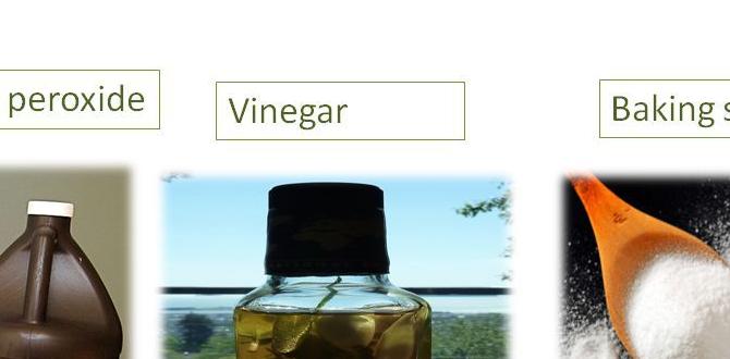 remedies for controlling excessive body odor naturally remedies for controlling excessive body odor naturally