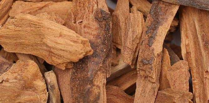 sandalwood paste for glowing skin sandalwood paste for glowing skin