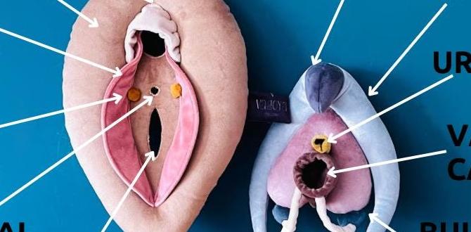 vulva skin conditions vulva skin conditions