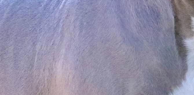 xl bully skin conditions xl bully skin conditions