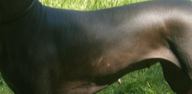 xolo skin conditions xolo skin conditions