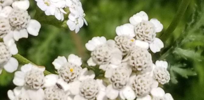 yarrow for skin conditions yarrow for skin conditions